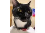 Adopt Bean a Black & White or Tuxedo Domestic Shorthair / Mixed (short coat) cat