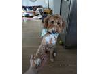 Adopt Lily a Red/Golden/Orange/Chestnut - with White Goldendoodle / Mixed dog in