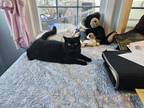 Adopt Paisley a All Black Persian / Mixed (short coat) cat in Gloucester
