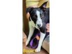 Adopt Bogart a Border Collie / Mixed dog in Cambridge, MD (41505683)