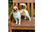 Adopt Krissy a Brussels Griffon / Mixed dog in Cambridge, MD (41505681)