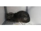 Adopt Shiner a Domestic Shorthair / Mixed (short coat) cat in Holbrook