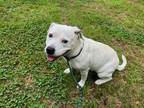 Adopt Kyla a American Pit Bull Terrier / Mixed dog in Forsyth, GA (41505616)