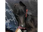 Adopt Verstappen (Murray) a Greyhound / Mixed dog in Glen Ellyn, IL (41505590)