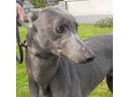 Adopt Bombay Blaze (Blaze) a Greyhound / Mixed dog in Glen Ellyn, IL (41505584)