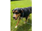 Adopt Bayne a Labrador Retriever / Mixed dog in Pittsfield, IL (41505571)