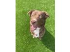 Adopt Sam a Australian Shepherd / Labrador Retriever / Mixed dog in Pittsfield