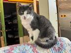 Adopt Natasha (FIV+) a Domestic Shorthair / Mixed (short coat) cat in Pittsboro