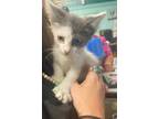 Adopt Buckley a Domestic Shorthair / Mixed (short coat) cat in Rockport