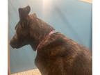 Adopt Lady a Mixed Breed (Medium) / Mixed dog in WILSON, NC (41505538)