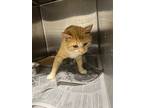 Adopt Caesar a Orange or Red Tabby American Shorthair / Mixed (short coat) cat