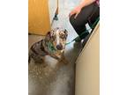 Adopt Patrick Mabones a Mixed Breed (Medium) / Mixed dog in Ocala, FL (41495353)