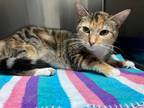 Adopt Eden a Domestic Shorthair / Mixed (short coat) cat in Ocala, FL (41499105)