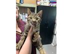 Adopt Dribble a Domestic Shorthair / Mixed (short coat) cat in Glenfield
