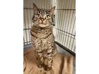 Adopt Admiral Meowington a Domestic Mediumhair / Mixed (short coat) cat in Rock
