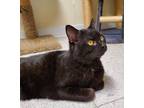Adopt Dutch a Domestic Shorthair / Mixed (short coat) cat in Sandusky