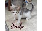 Adopt Baela a Domestic Shorthair / Mixed (short coat) cat in Hillsboro