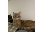 Adopt Titan a Orange or Red American Shorthair / Mixed (short coat) cat in
