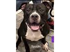 Adopt Spooki a Black - with White American Pit Bull Terrier / Mixed dog in