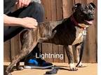 Adopt Lightning a Black - with White Pit Bull Terrier / Mixed dog in Staten