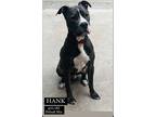 Adopt Hank a Black - with White Pit Bull Terrier / Mixed dog in Staten Island