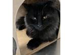 Adopt Hummus a Domestic Mediumhair / Mixed cat in Sechelt, BC (41497444)