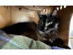 Adopt Haddock a Domestic Mediumhair / Mixed cat in Sechelt, BC (41497443)