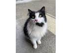 Adopt Moonpie a Domestic Mediumhair / Mixed cat in Comox, BC (41478039)