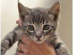 Adopt a Gray or Blue Domestic Shorthair cat in Wildomar, CA (41504153)