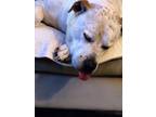 Adopt Chewy a White - with Brown or Chocolate Staffordshire Bull Terrier / Mixed