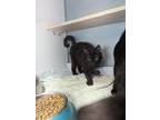 Adopt Winter a Domestic Shorthair cat in Roanoke, VA (41504370)