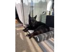 Adopt Maverick a Black German Shepherd Dog / Mixed dog in Redlands