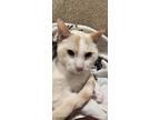 Adopt Simon a Cream or Ivory Siamese / Mixed (short coat) cat in Aurora