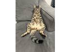 Adopt Mumble a Tiger Striped Tabby / Mixed (short coat) cat in San Leandro