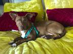 Adopt Penny a Red/Golden/Orange/Chestnut Dachshund / American Pit Bull Terrier /