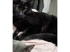 Adopt Joonyeur a All Black Bombay / Mixed (medium coat) cat in Long Beach