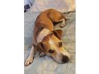 Adopt Rex a Tan/Yellow/Fawn - with White Beagle / Jack Russell Terrier / Mixed