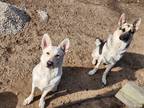 Adopt Avalanche 'Ava' a White - with Tan, Yellow or Fawn German Shepherd Dog /
