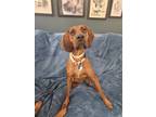 Adopt Rose a Red/Golden/Orange/Chestnut Redbone Coonhound / Mixed dog in Tulsa