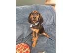 Adopt Roxie a Black - with White Redbone Coonhound / Mixed dog in Tulsa