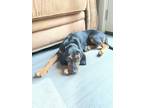 Adopt Ritzy a Black - with White Black and Tan Coonhound / Redbone Coonhound /