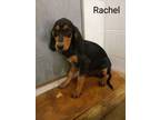 Adopt Rachel a Black - with White Redbone Coonhound / Mixed dog in Tulsa