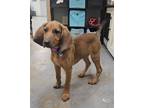 Adopt Ruby a Red/Golden/Orange/Chestnut Redbone Coonhound / Mixed dog in Tulsa
