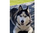 Adopt Koda a Black - with White Husky / Mixed dog in Fair Oaks, CA (41505361)