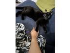 Adopt Bass a All Black Bombay / Mixed (short coat) cat in Dallas, TX (41505334)