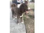 Adopt Storm a Brown/Chocolate - with White Poodle (Standard) / Mixed dog in