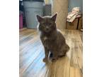 Adopt Kimber a Domestic Longhair / Mixed (short coat) cat in Henderson