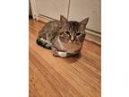 Adopt Shami a Spotted Tabby/Leopard Spotted American Shorthair / Mixed (short