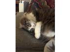 Adopt Fred a Tortoiseshell Domestic Longhair / Mixed (long coat) cat in Saint