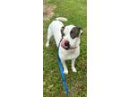 Adopt Mack a Black - with White Bull Terrier / Mixed dog in Liberty